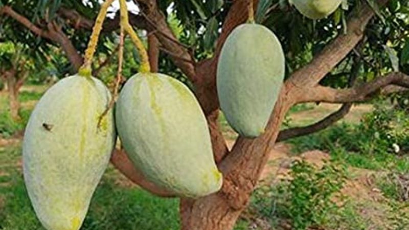 noor jahan mango9 medium