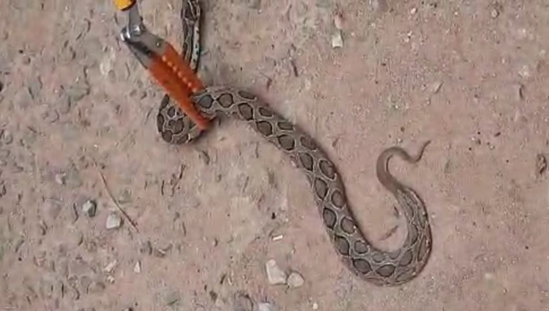 snake 1 1 medium