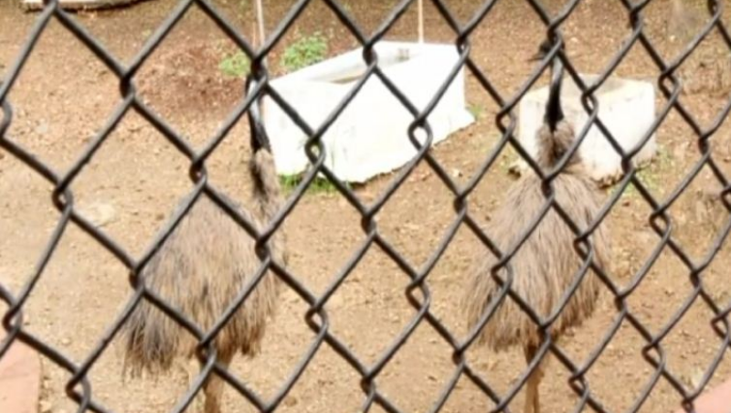 zoo 4 medium