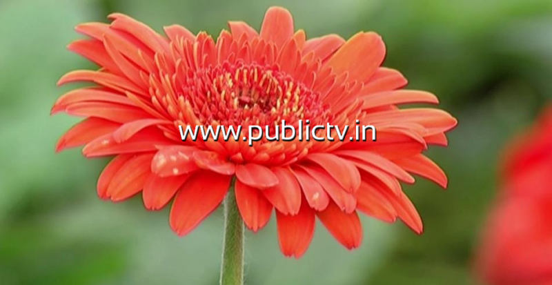 CKB FLOWERS 1