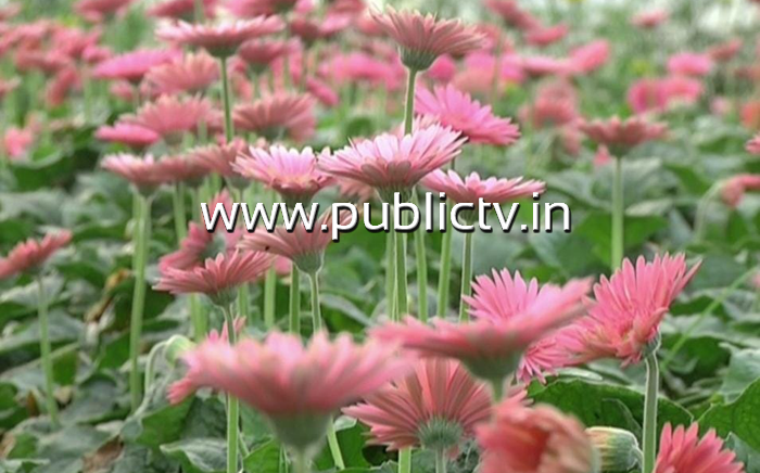 CKB FLOWERS 2
