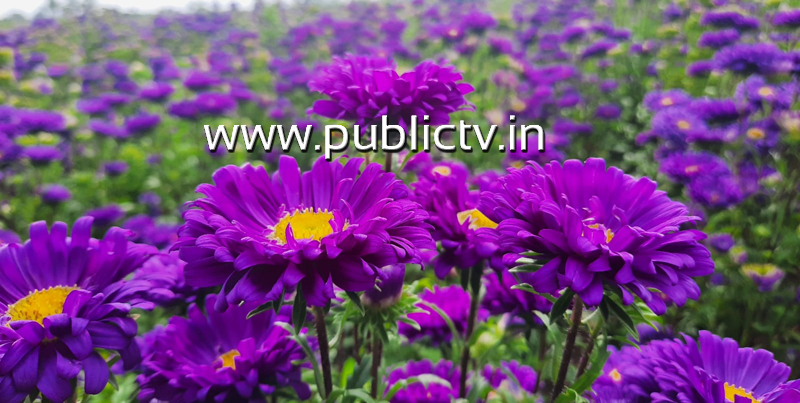 CKB FLOWERS 3