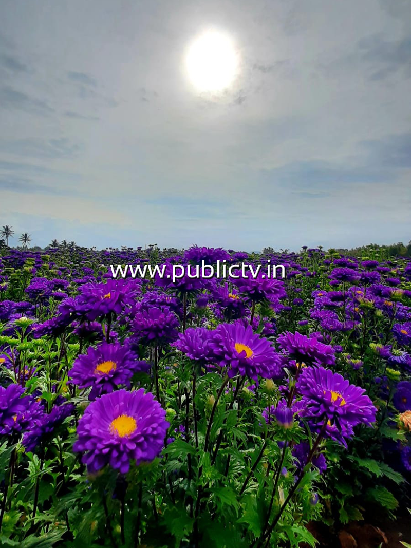 CKB FLOWERS 6