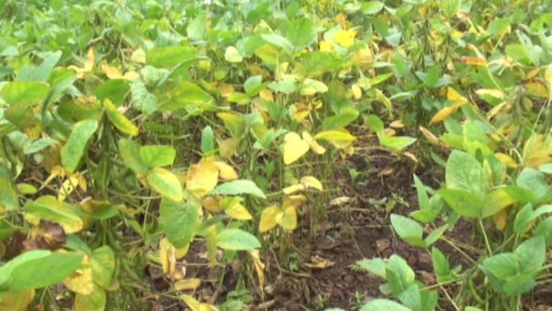 CKD SOY BEAN