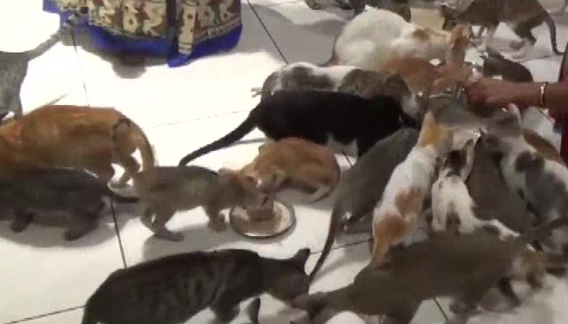 Cat Garden 1