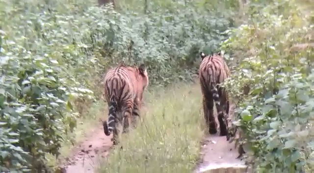 Chamarajanagara Tiger 2