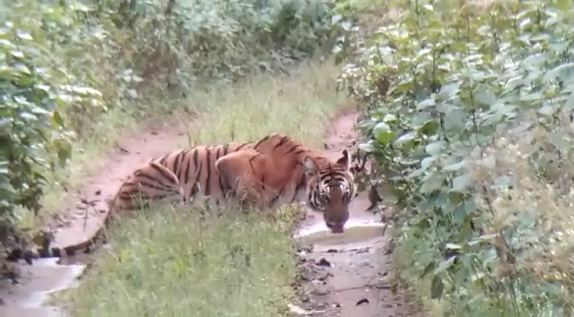 Chamarajanagara Tiger 3