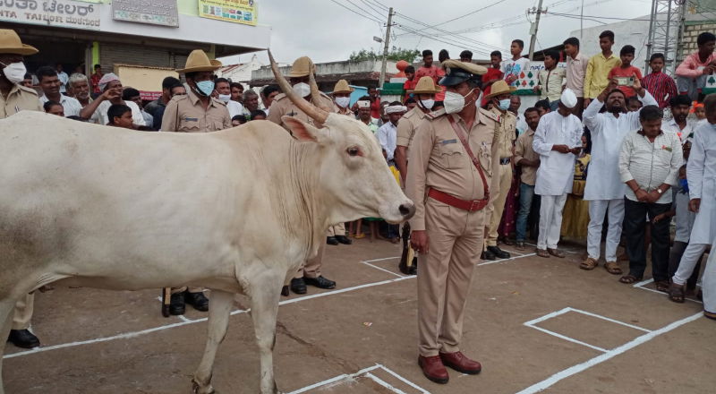 GDG COW 3