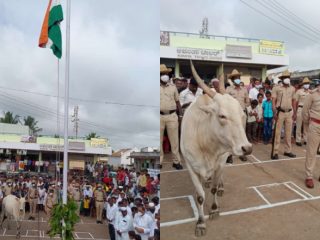GDG COW