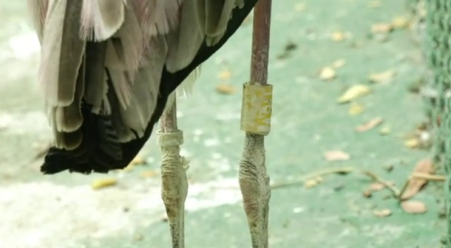 GPS tracking for birds Mandya kokkare belluru 5