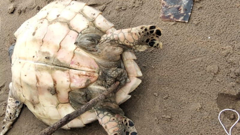  Hawksbill Turtle