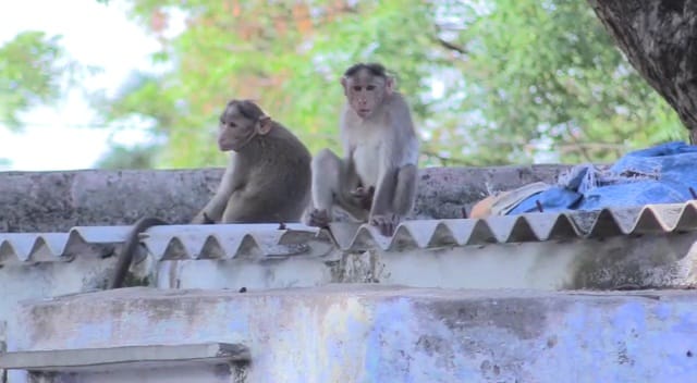 RCR Monkey 2