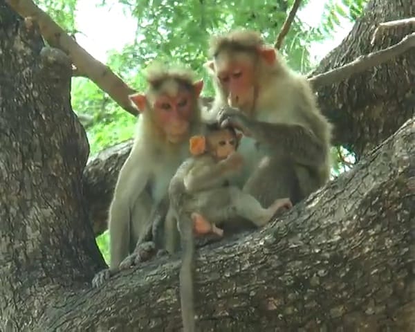 RCR Monkey 4