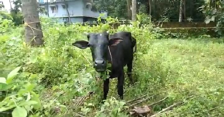 UDP COWS Man Arrest 1