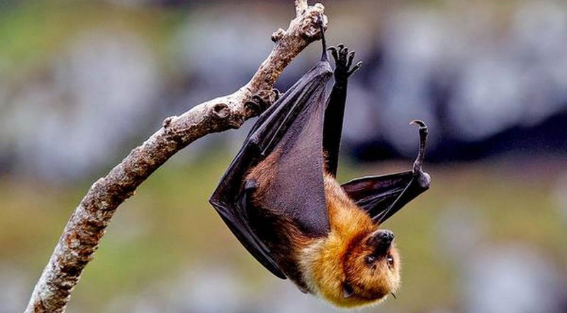 bat