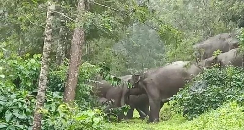 ckm elephant 2