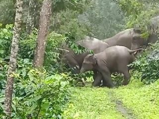 ckm elephant