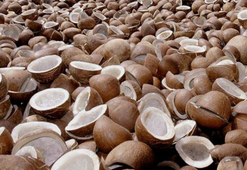 coconut 2