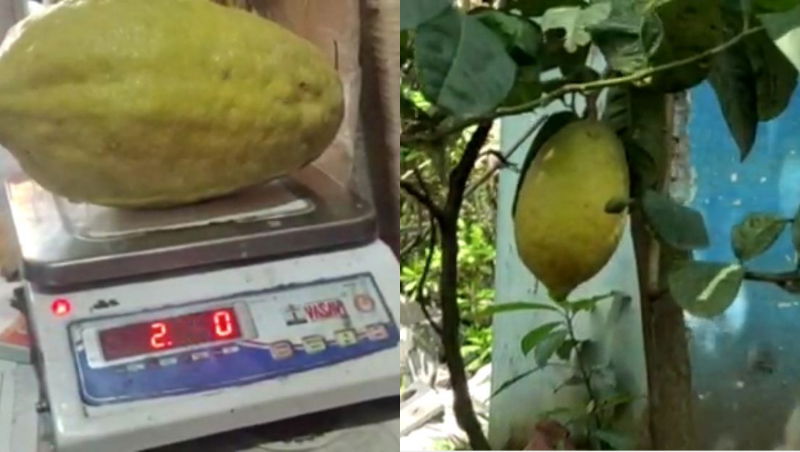 lemon 1