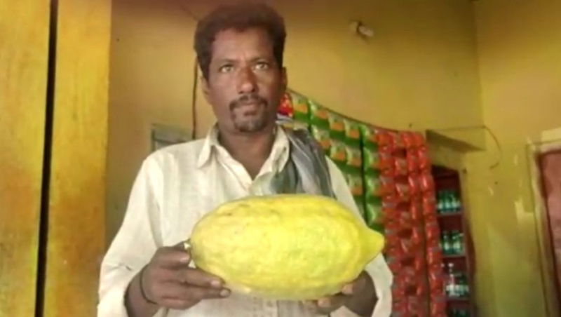 lemon 3