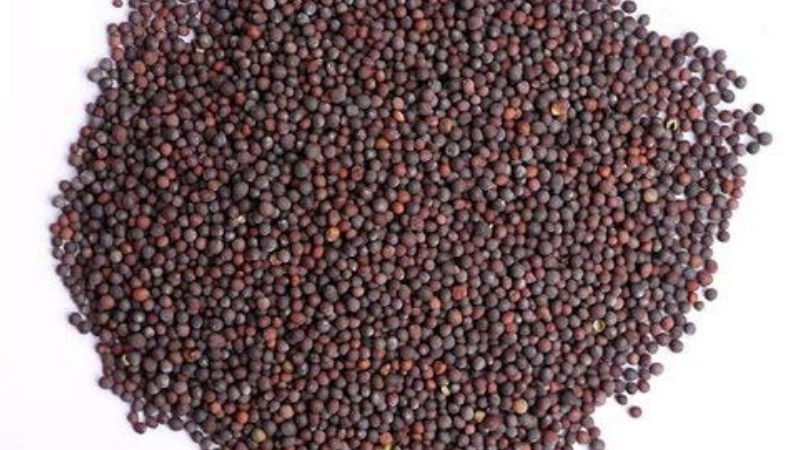 mustard seeds2