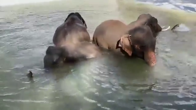 mys elephant swimming pool 2 1