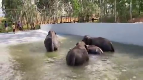 mys elephant swimming pool 2 2