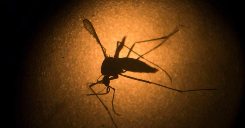 zika 1