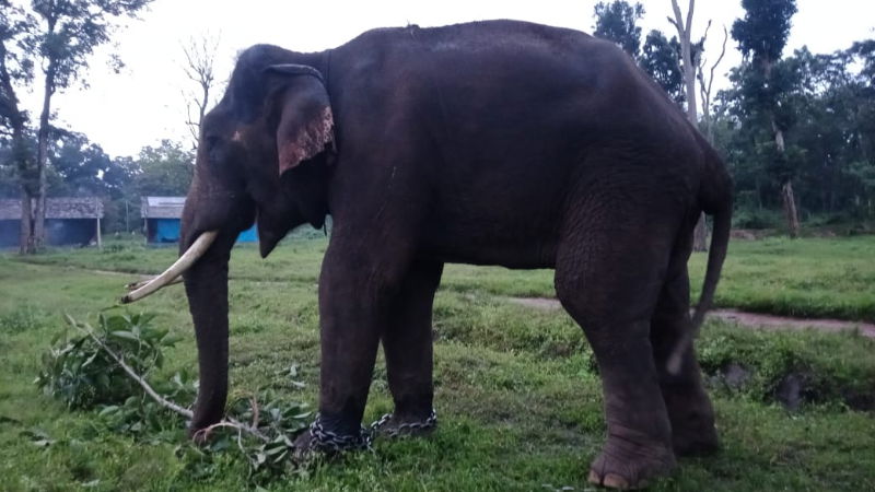 ASHVATHAMA ELEPHANT