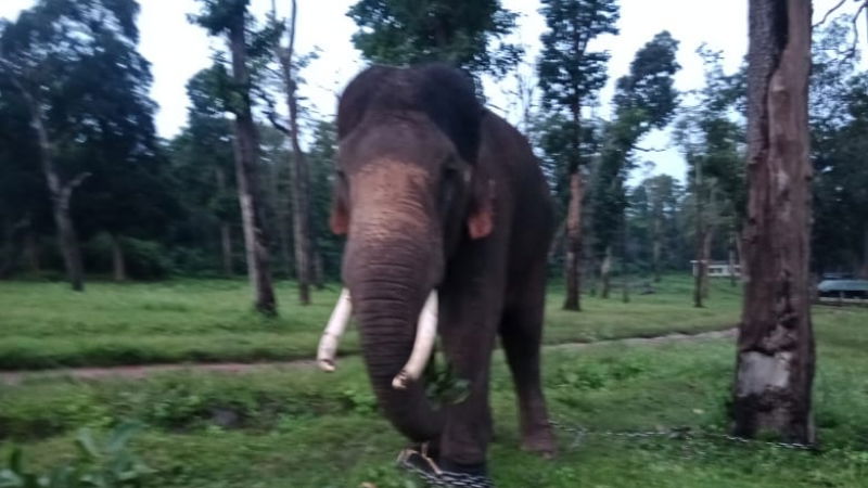 ASHWATHAMA ELEPHANT