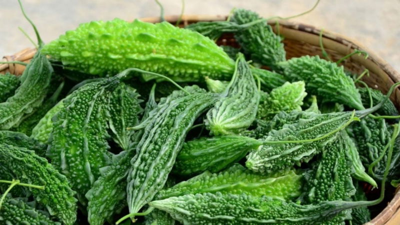 Bitter Gourd 2