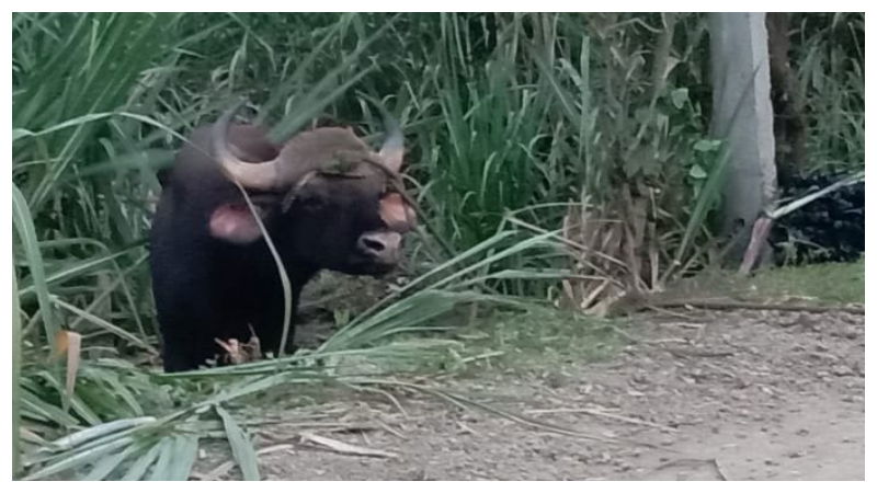 CHIKODI KADU KONA 2