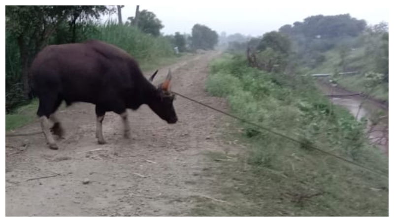 CHIKODI KADU KONA 3