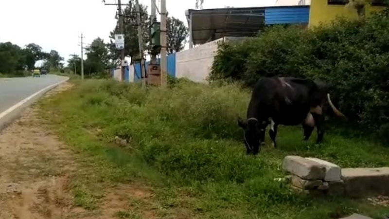 CKB COW