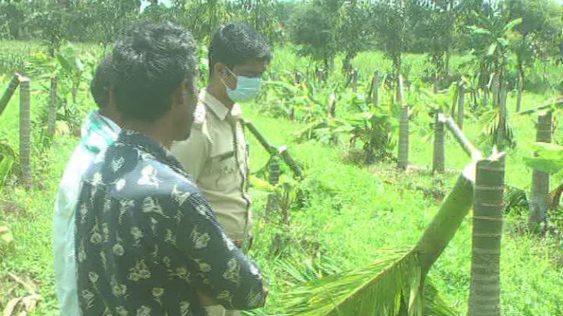 COCONET TREE 1