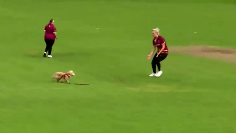 CRICKET DOG 1