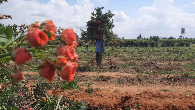 Chikkaballapur Flower 4