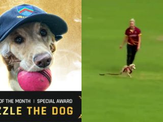 DOG ICC