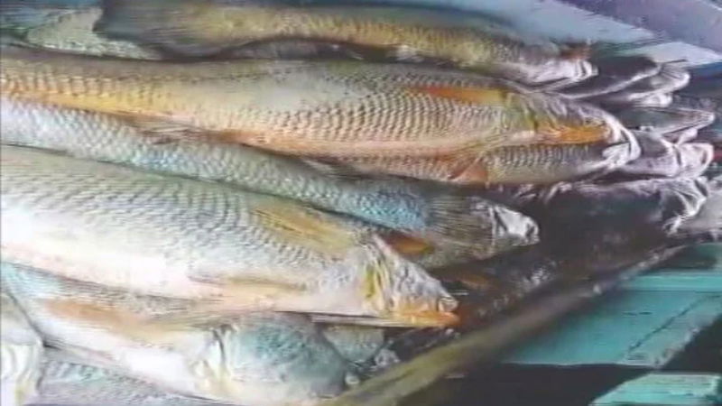 GHOAL FISH