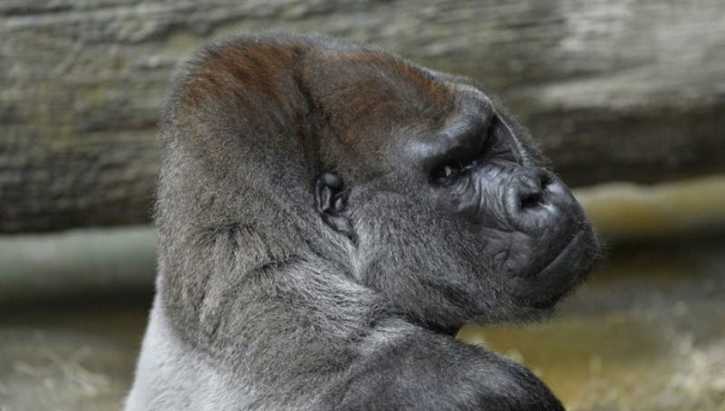 Gorilla