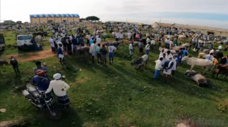 Hassana fair 1