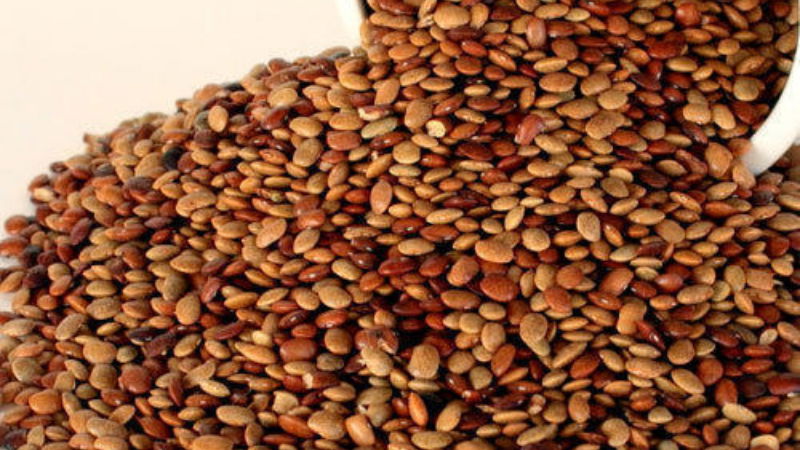 Horse gram