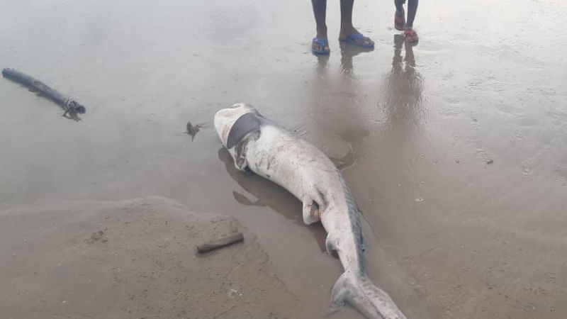 KWR SHARK 1