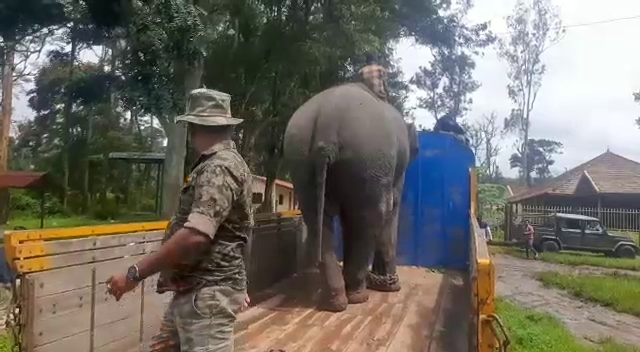 MADIKERI DASARA ELEPHANT 2 1