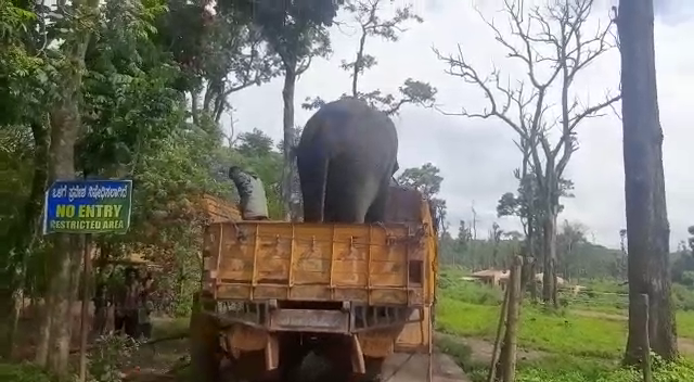 MADIKERI DASARA ELEPHANT 2 4