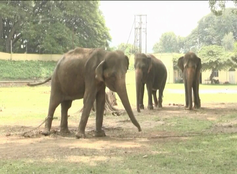 Mysuru Palace elephants 2