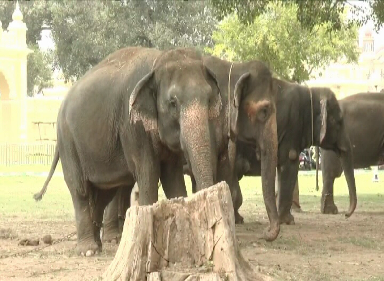 Mysuru Palace elephants 3