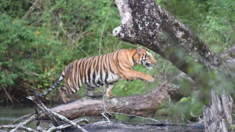 TIGER