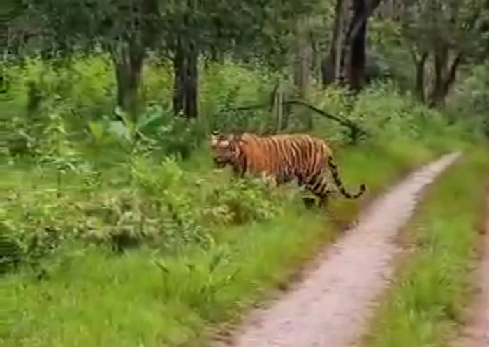 TIGER 2