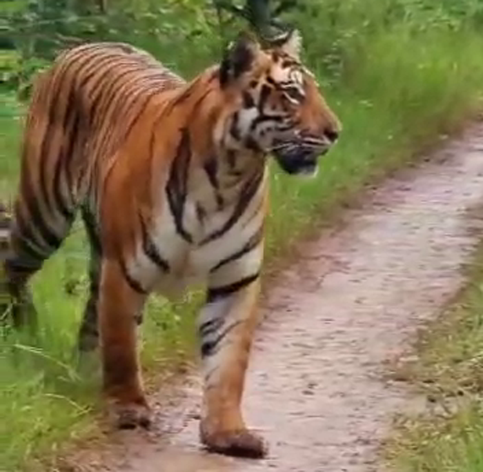 TIGER